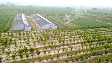 保定雄县 300亩 果园 经营权转让