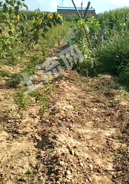 大同天镇县 45亩 水浇地 经营权转包