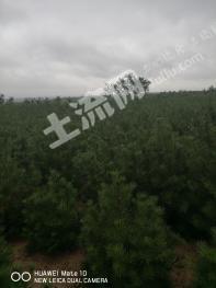 咸阳淳化县 15亩 有林地 经营权转让