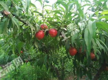 许昌长葛市300亩果园经营权出租