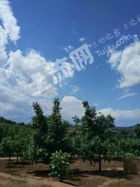 宝鸡陇县 400亩 果园 经营权转让