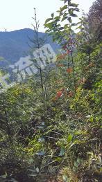 韶关南雄市 1400亩 乔木林地 经营权转包