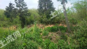 宣城广德县 29亩 其它林地 经营权转让