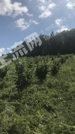 通化柳河县 1000亩 有林地 经营权转让