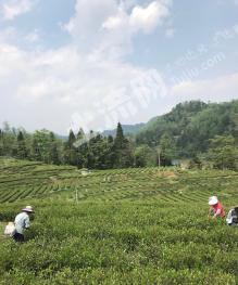 毕节  织金县 1000亩 茶园 经营权合作