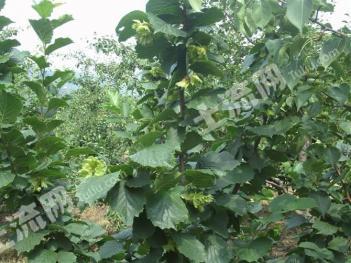 铁岭西丰县 160亩 其它林地 经营权转让