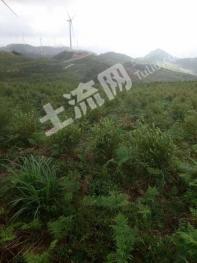 黔南瓮安县3000亩园地-果园经营权转让