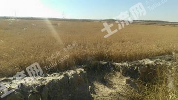 白城大安市 290亩 水田 经营权转让