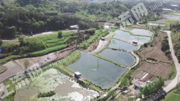 衢州龙游县 20亩 水田 经营权转包