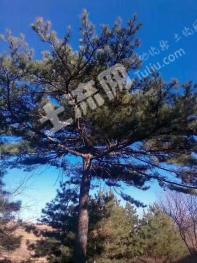 长治襄垣县 2000亩 有林地 经营权转让