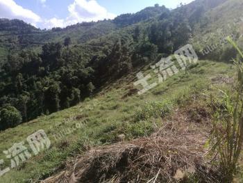 西双版纳勐腊县 4500亩 荒山 使用权出租