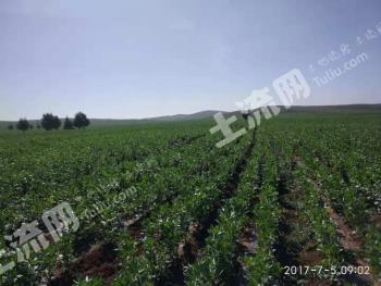 乌兰察布商都县 750亩 水浇地 经营权出租