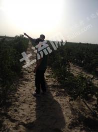 和田和田县 100亩 果园 经营权转让