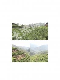 毕节金沙县850亩茶园经营权转让