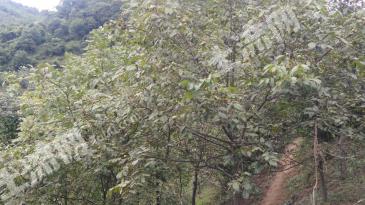 汉中西乡县 300亩 有林地 经营权转让