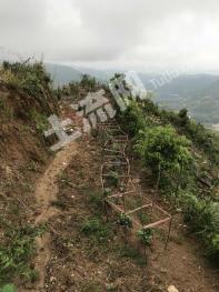 安庆宿松县 300亩 茶园 经营权出租