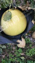 漳州华安县 100亩 果园 经营权合作