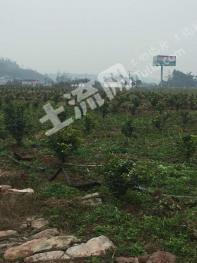 乐山犍为县 110亩 其它农用地 经营权转让