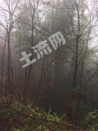 上饶德兴市 32亩 有林地 经营权转包