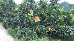 百色平果县 200亩 果园 经营权转让