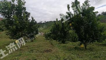 普洱市澜沧拉祜族自治县 1000亩 果园 经营权转让