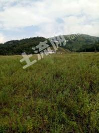 凉山普格县 200亩 果园 经营权转让