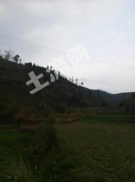 龙岩上杭县 300亩 其它林地 经营权转让