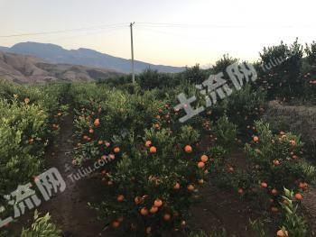 大理鹤庆县 160亩 果园 经营权转让