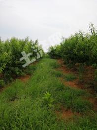 抚州崇仁县62亩果园经营权转让