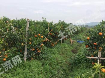 韶关武江区 150亩 果园 经营权转让