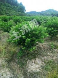 桂林恭城瑶族自治县 20亩 果园 经营权转让