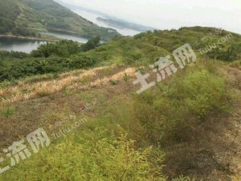 十堰丹江口市 150亩 乔木林地 经营权转让