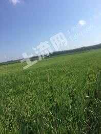 白城大安市 600亩 水田 经营权转让