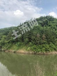 信阳新县 820亩 有林地 经营权转让