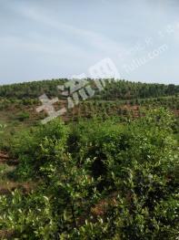 宜春樟树市 300亩 有林地 经营权出租