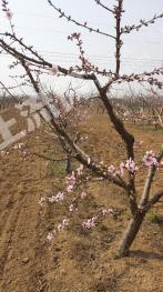 洛阳孟津县18亩果园经营权转让