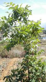 凉山德昌县 75亩 果园 经营权转让