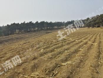 四平铁东区 15亩 果园 经营权转包