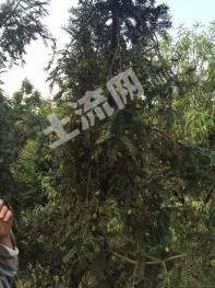 金华武义县 200亩 灌木林地 经营权转让