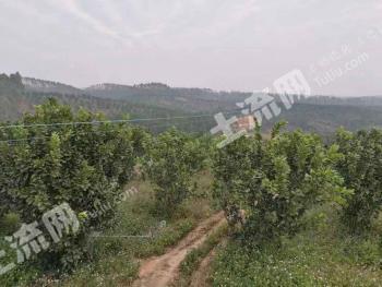 玉林陆川县 180亩 果园 经营权转让