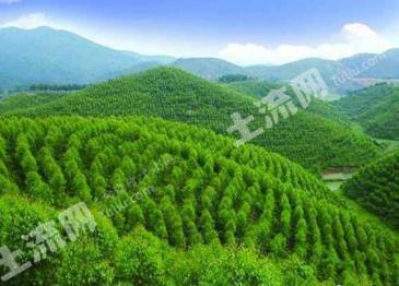 抚顺清原满族自治县 350亩 有林地 经营权转让