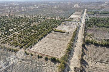 朔州山阴县 1200亩 有林地 经营权合作