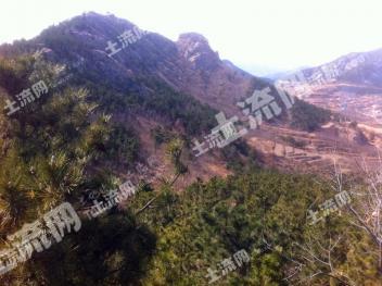 青岛即墨区 200亩 乔木林地 经营权转让