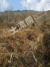 恩施巴东县 800亩 旱地 经营权合作