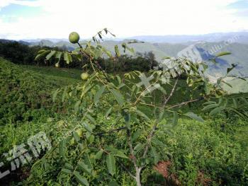普洱市宁洱哈尼族彝族自治县 200亩 水浇地 经营权转让