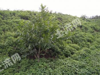 普洱市宁洱哈尼族彝族自治县 200亩 水浇地 经营权转让