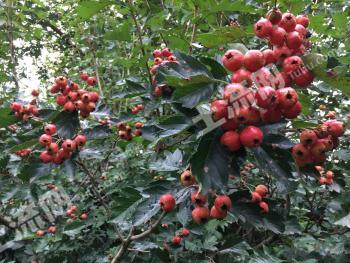 丹东振安区 50亩 空闲用地 出租