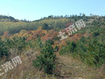 吉林公主岭 45亩 有林地 经营权转让