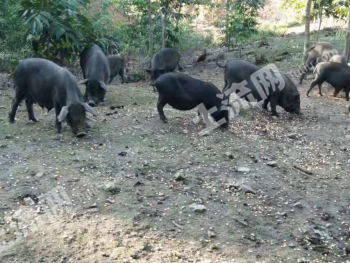 黔南独山县 2240亩 农场 使用权出租