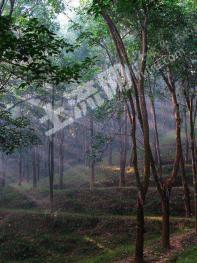 普洱市西蒙佤族自治县 100亩 其它林地 经营权转让